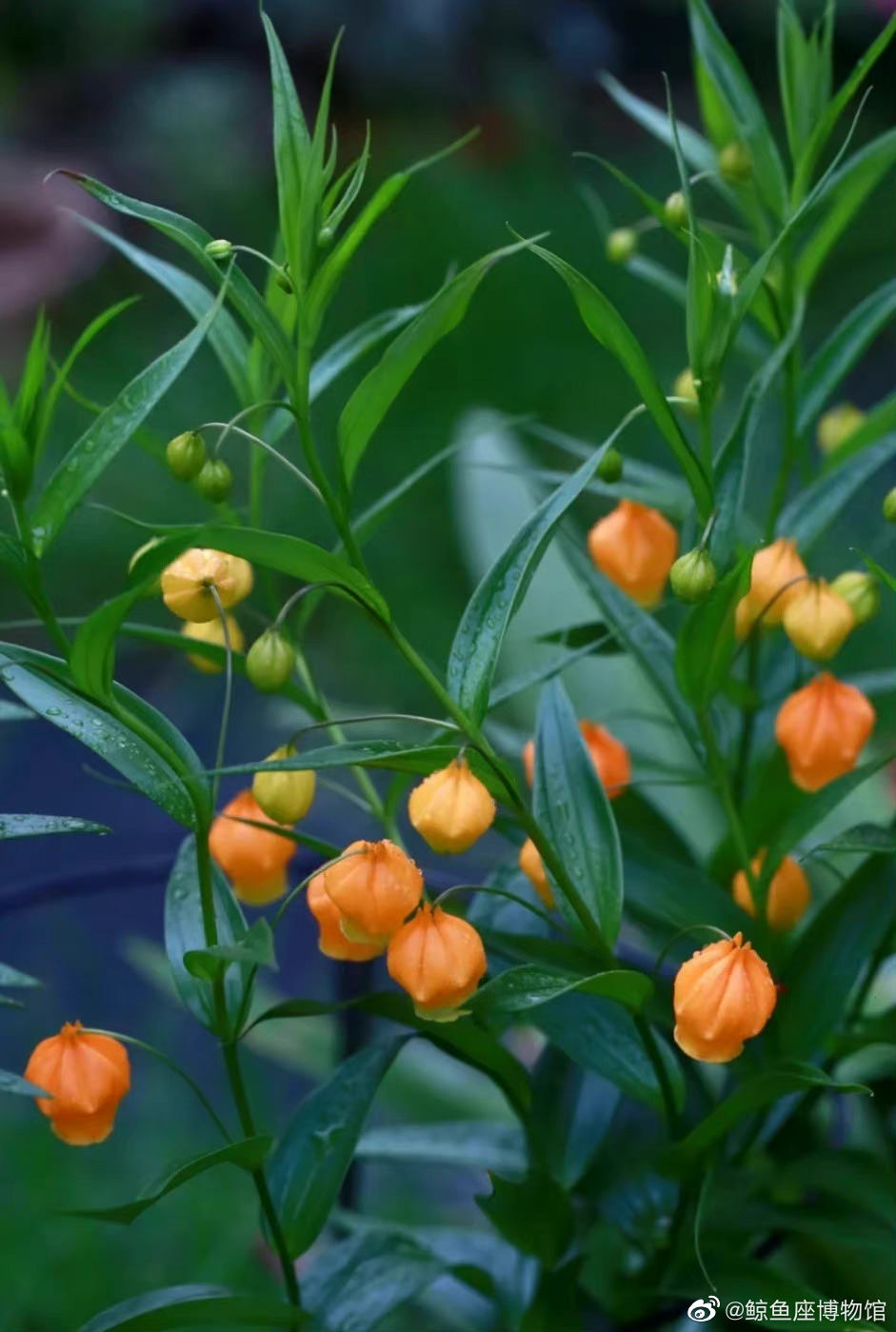 宫灯百合芙蓉帐暖丨图模样摄