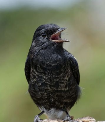 地球上最美的十种黑色的鸟类