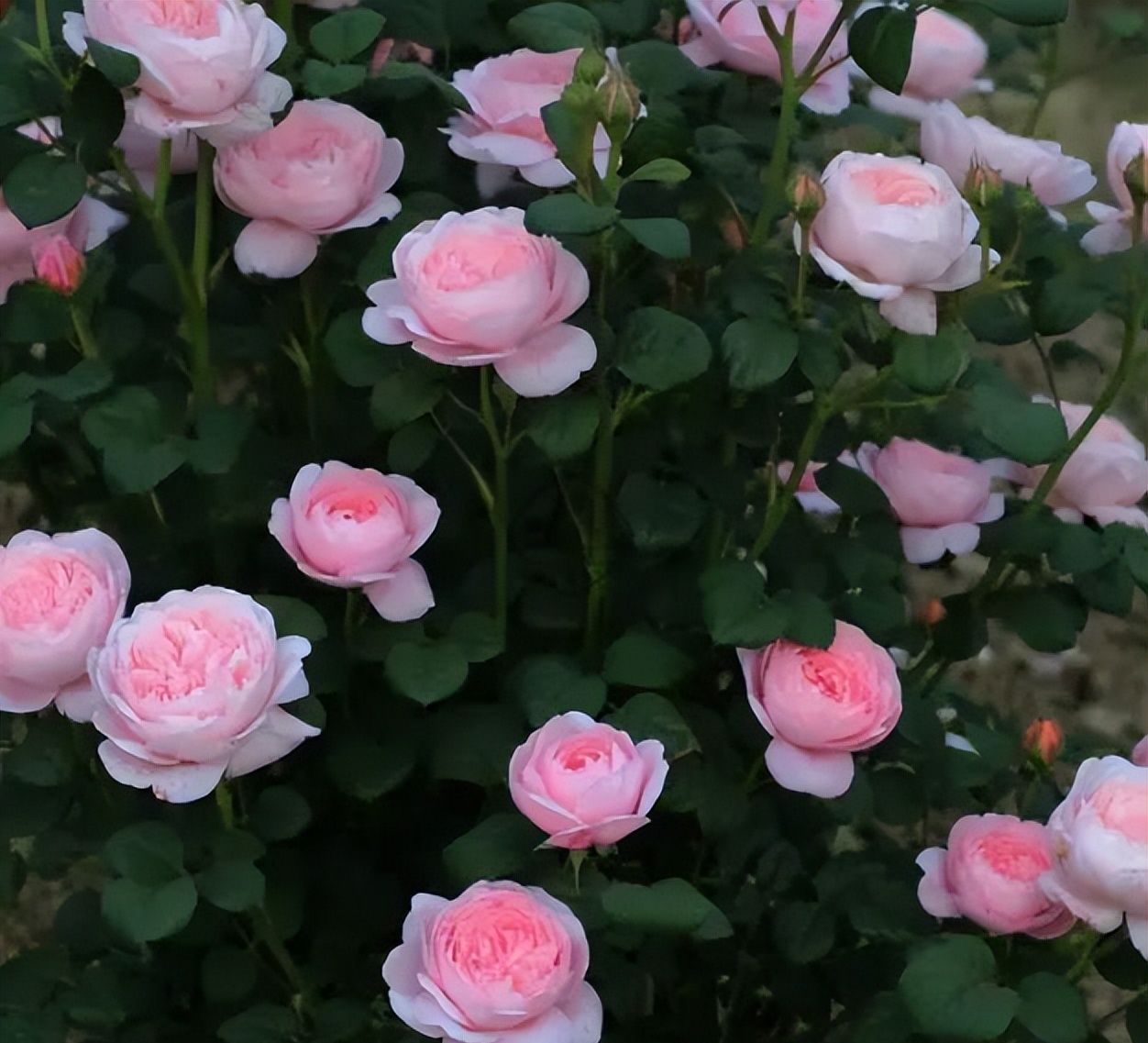 此花号称月季女神花朵又大又美皮实好养不生病仙气十足