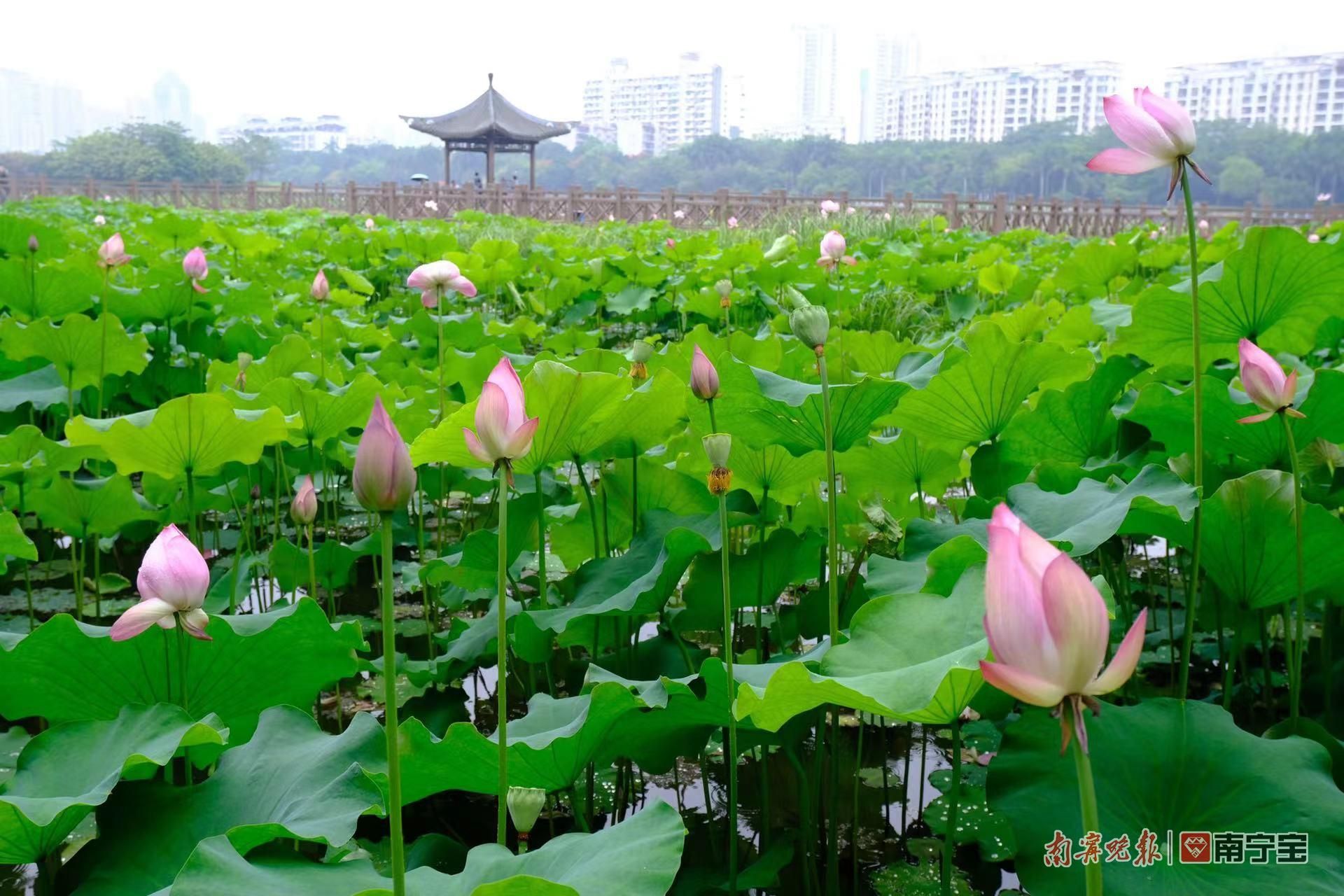 盛夏时节,南宁南湖公园荷花池2000多株荷花[详细]南宁南湖公