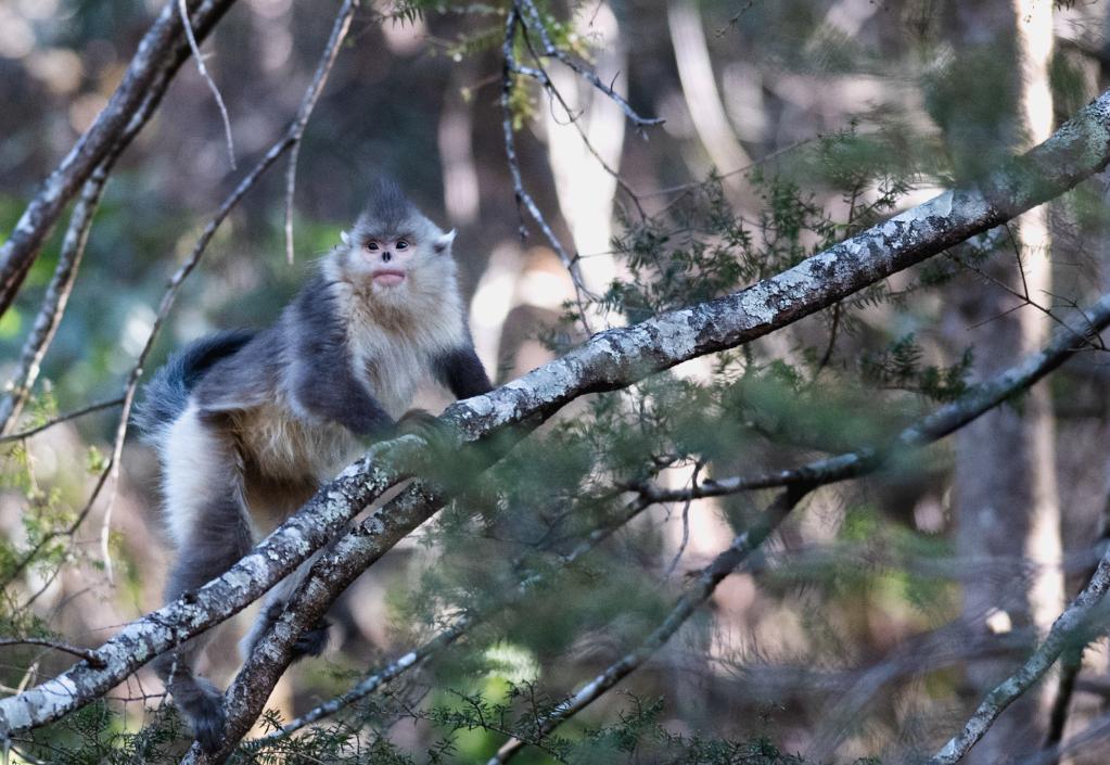 　　图为3月13日在云南白马雪山国家级自然保护区内拍摄的滇金丝猴。 新华社记者王冠森 摄