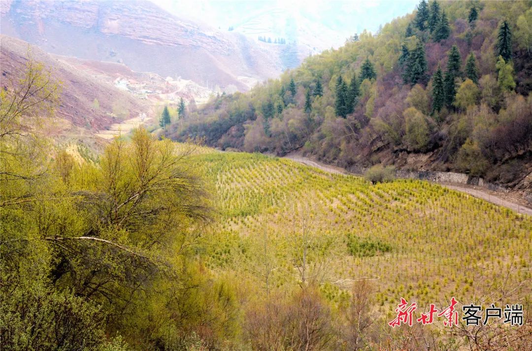 千马龙煤矿原址已被草木植被覆盖.新甘肃·甘肃日报记者 金奉乾摄