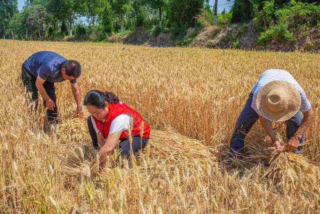 山西夏县三晋小麦喜开镰