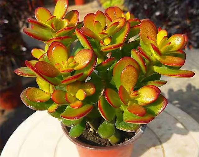 燕子掌怎么养记住3点生长快枝叶繁茂叶色美丽更快变老桩