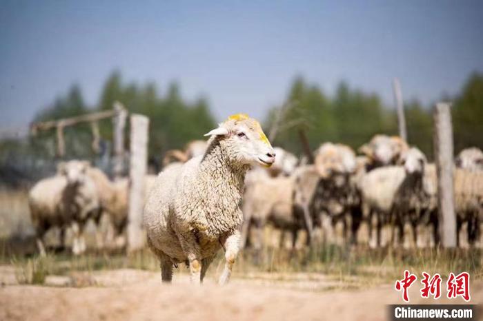 图为茶卡羊. 海西州委宣传部 供图