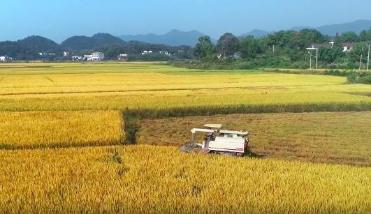袁隆平院士逝世一周年，南山音乐人深情吟唱“禾下乘凉梦”休闲区蓝鸢梦想 - Www.slyday.coM