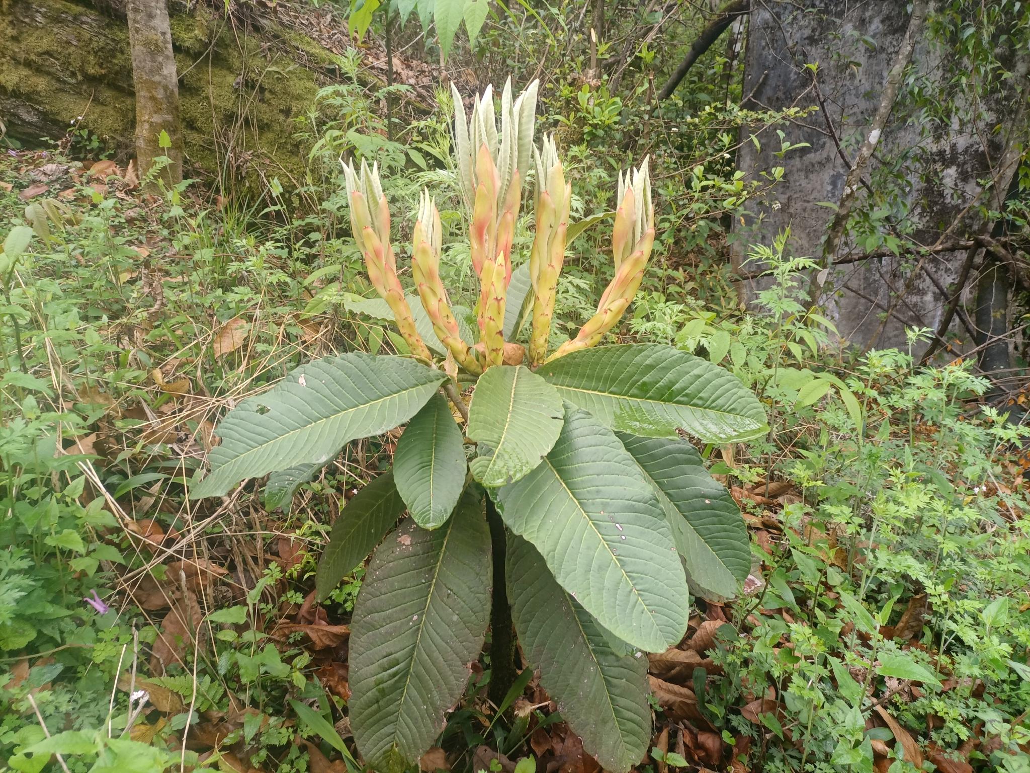 云南省林草科学院提供的300株大树杜鹃优质种苗,在腾冲高黎贡山植物园