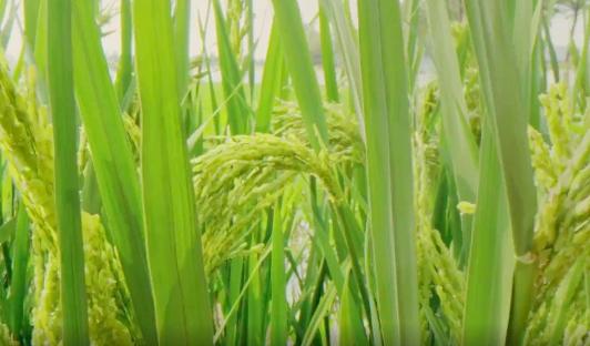 袁隆平院士逝世一周年，南山音乐人深情吟唱“禾下乘凉梦”休闲区蓝鸢梦想 - Www.slyday.coM