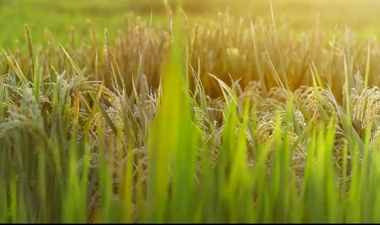 袁隆平院士逝世一周年，南山音乐人深情吟唱“禾下乘凉梦”休闲区蓝鸢梦想 - Www.slyday.coM