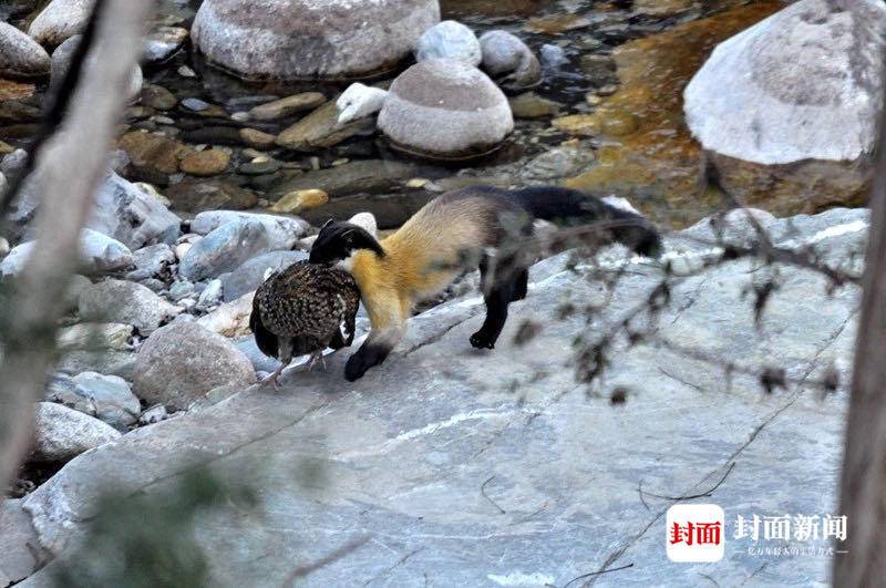 四川唐家河：野生大熊猫和它的“邻居”们｜国际生物多样性日休闲区蓝鸢梦想 - Www.slyday.coM