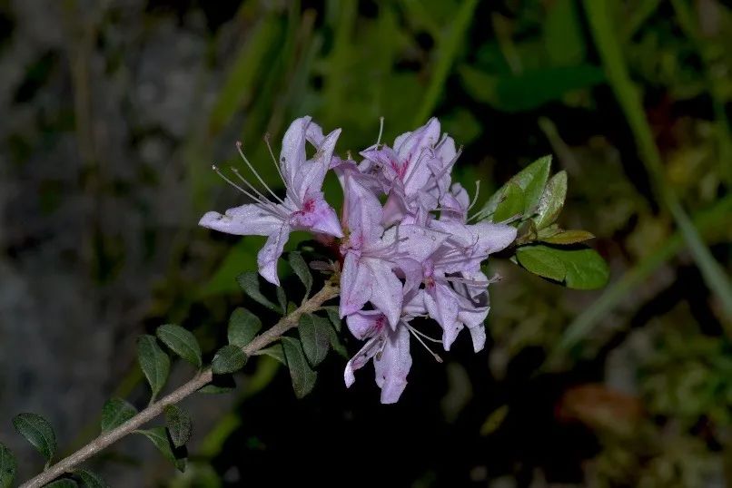 溪畔杜鹃.周厚林 摄