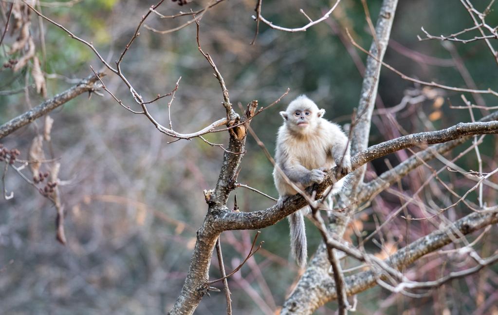 　　图为3月13日在云南白马雪山国家级自然保护区内拍摄的滇金丝猴。 新华社记者王冠森 摄