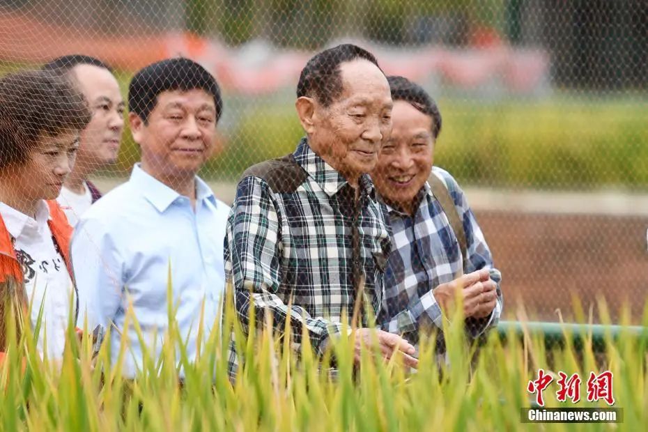 2019年10月22日，袁隆平带领嘉宾在田间观摩。中新社记者 杨华峰 摄