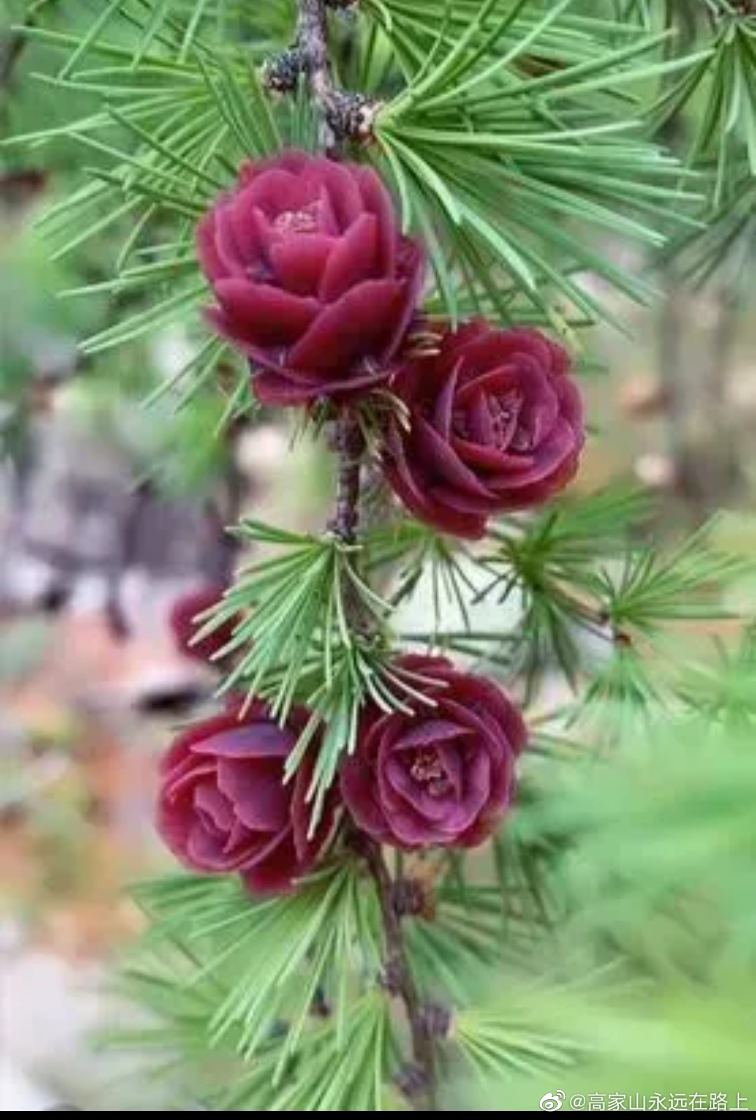 黄花落叶松真漂亮