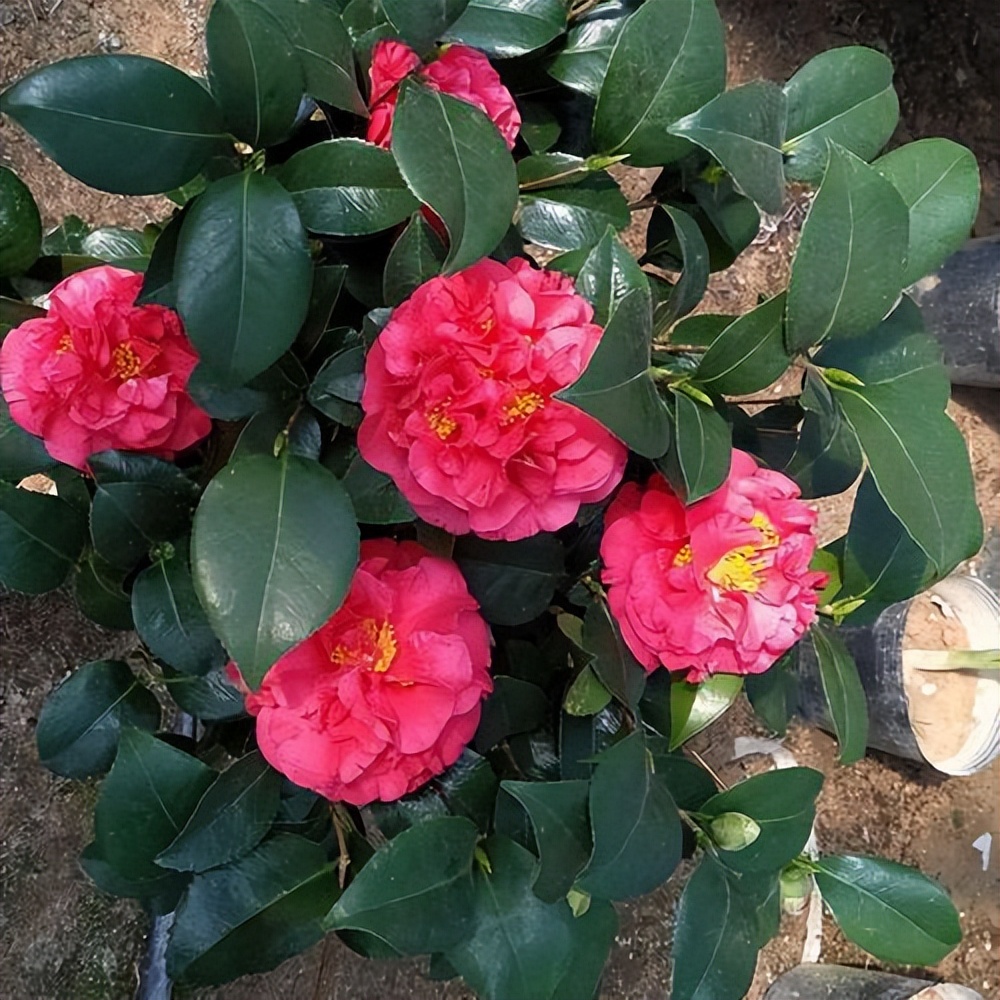 适合新人养的茶花克瑞墨花色富丽花香浓郁不怕严寒