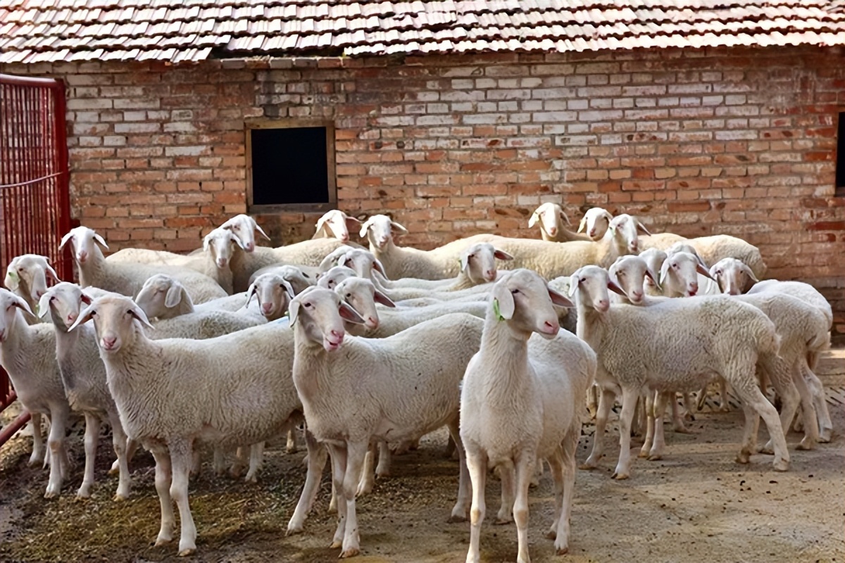 千只湖羊入住石店煤业华北奕丰生态园