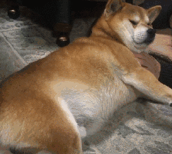 很多人觉得狗狗要胖胖的才可爱,虽然可爱,但是肥胖对狗狗的健康影响太