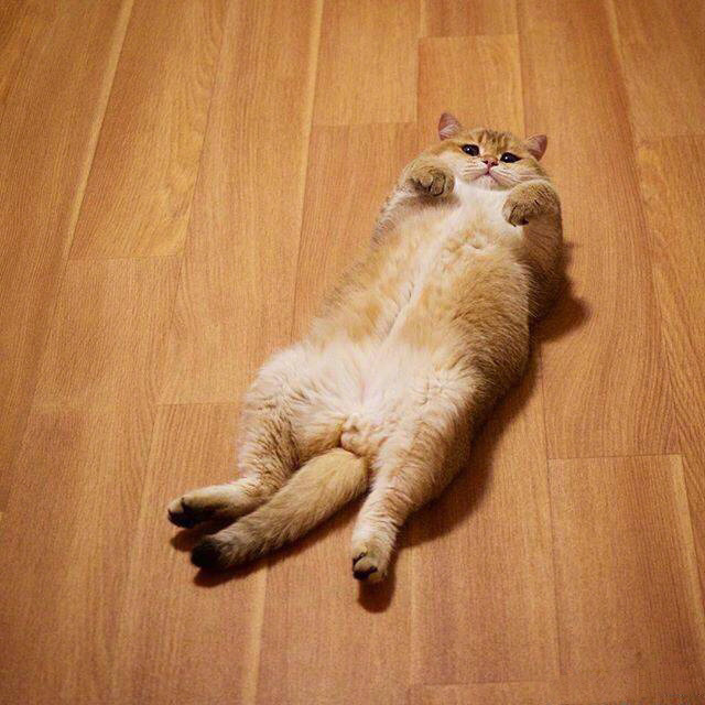 你见过猫瘫么猫咪瘫起来基本就没葛优瘫什么事了