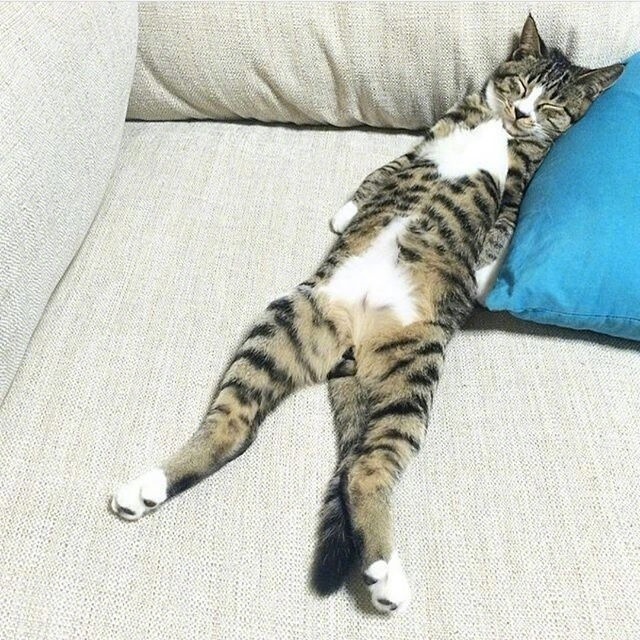 你见过猫瘫么猫咪瘫起来基本就没葛优瘫什么事了