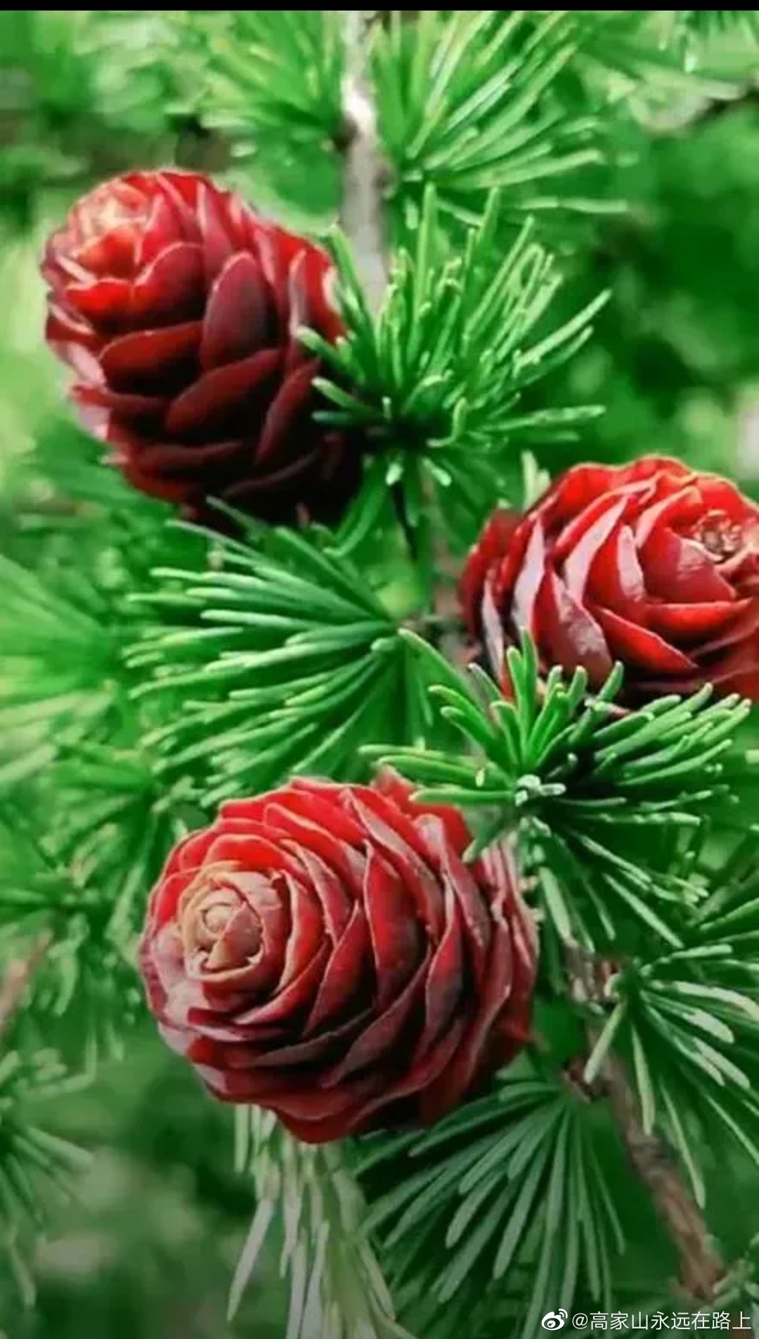 黄花落叶松真漂亮