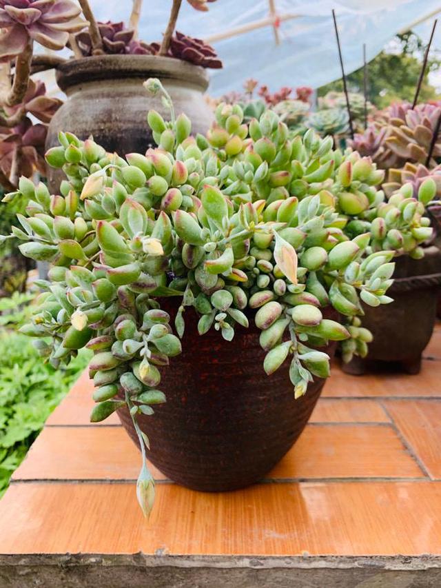多肉中的美娇娘皮实耐热爱爆崽三伏天还能闻着扑鼻香