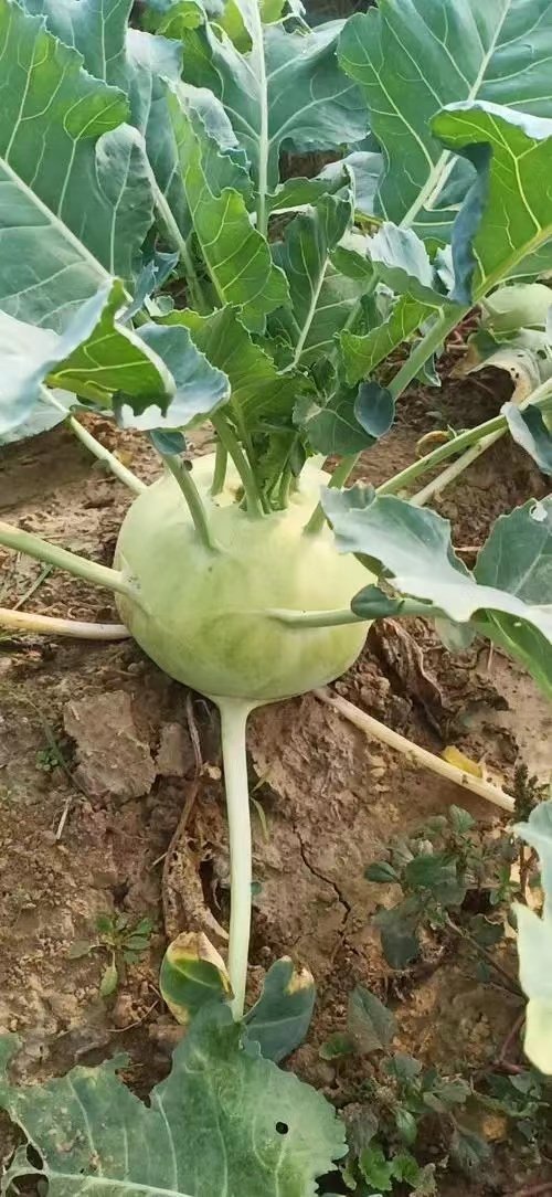 苤蓝怎么不常见了嘿到季节也见不着几个卖