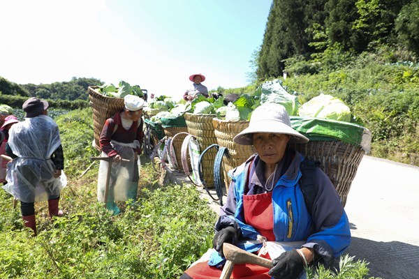 七星关区林口镇千亩莲花白采收忙