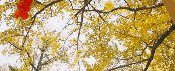 △长兴十里银杏长廊。