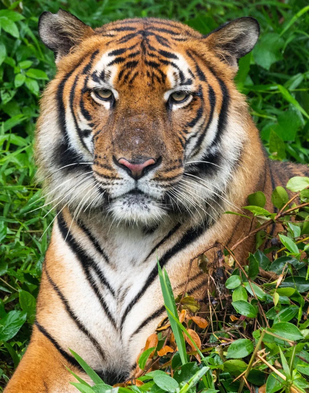 和老虎有个约会expatphotographersvisitsouthchinatigersinshaoguan