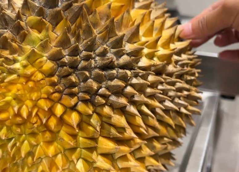 榴莲外壳发黑是不是熟透业内人士一般人吃不出来但其实