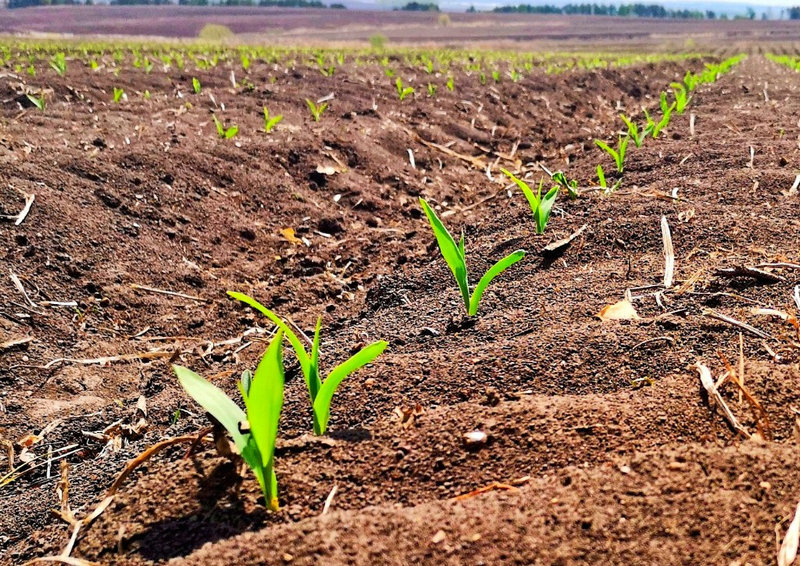 在建设农场的玉米种植地号,工作人员轻轻拨动着迎风招展的玉米苗,高兴