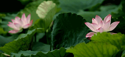 △莲花盛开的样子。