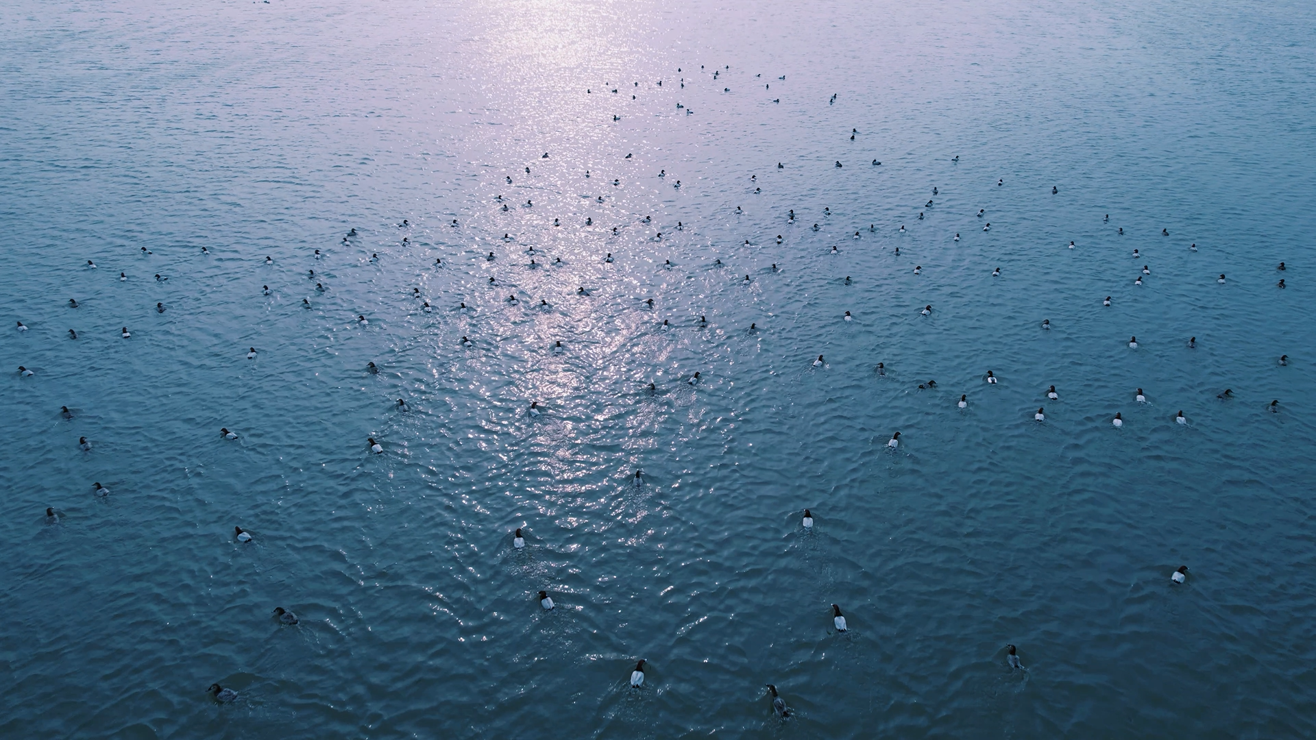 翩跹水云间这里是鸟的天堂