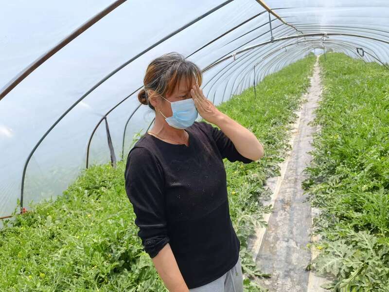 上海浦东120万斤西瓜滞销 瓜农哭诉求助休闲区蓝鸢梦想 - Www.slyday.coM