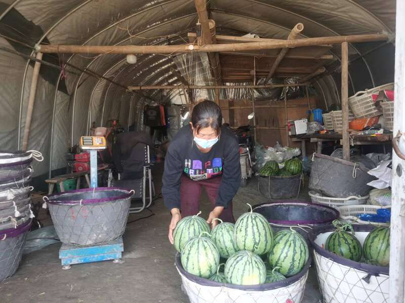 上海浦东120万斤西瓜滞销 瓜农哭诉求助休闲区蓝鸢梦想 - Www.slyday.coM