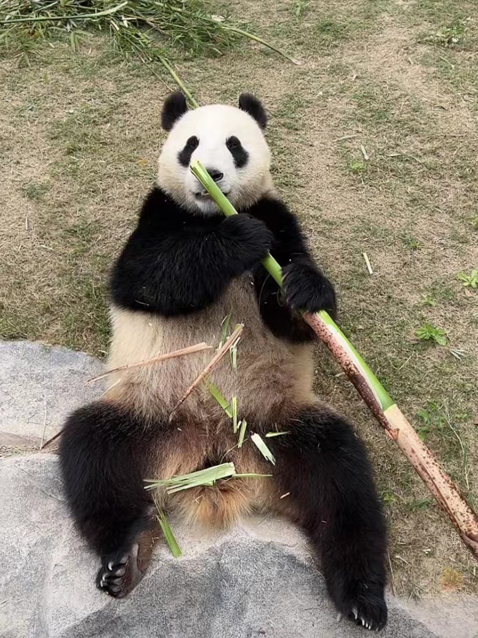 大熊猫吃竹前先剥皮。