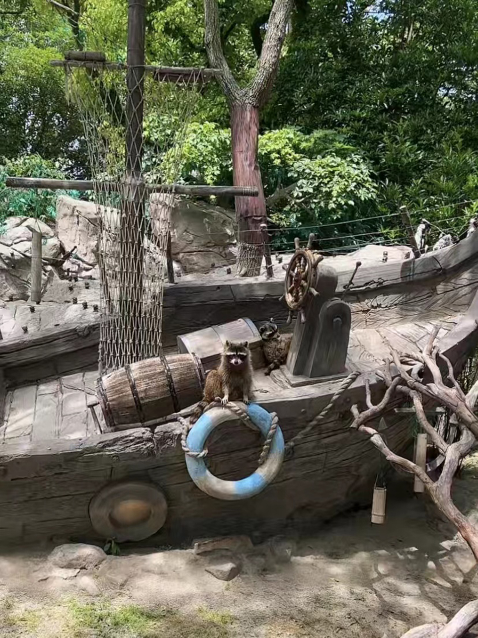 “海盗船”上的小浣熊