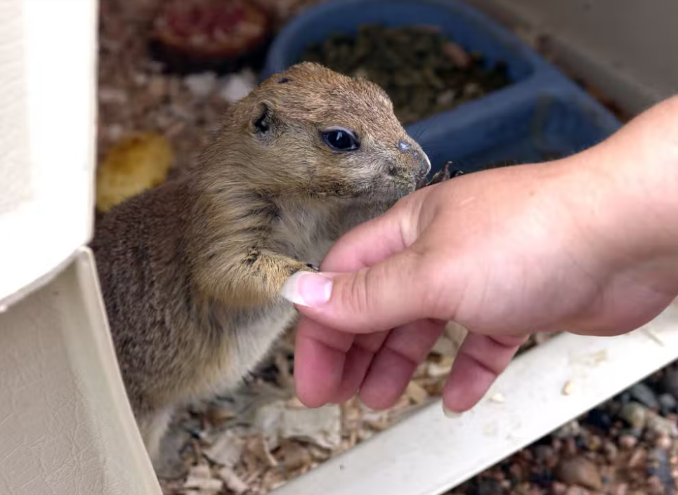 极为不寻常，猴痘病例大量出现在非流行国家，担心吗？休闲区蓝鸢梦想 - Www.slyday.coM