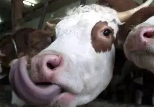 牛流口水是什么原因牛倒嚼时流口水是怎么回事原因是这三种