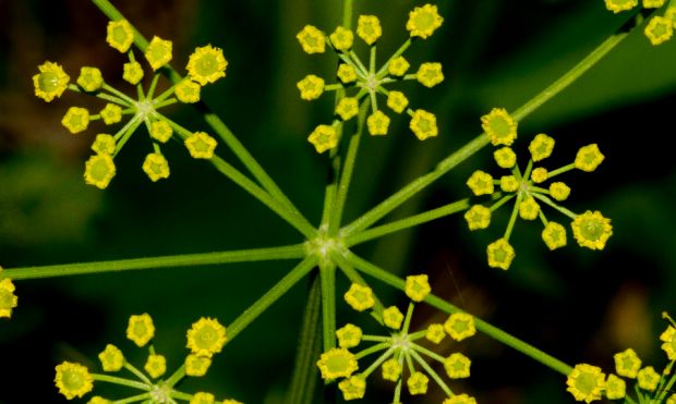 荒野维生野菜系列——欧防风__财经头条