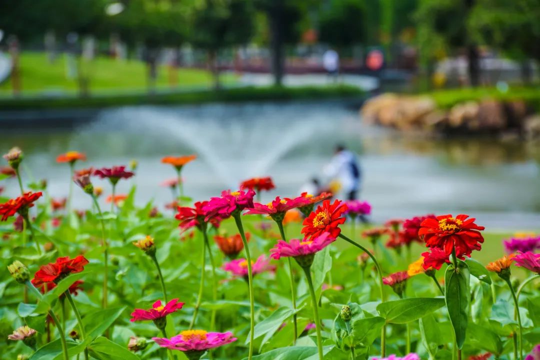 桂城花海惊艳怒放邂逅初夏小确幸