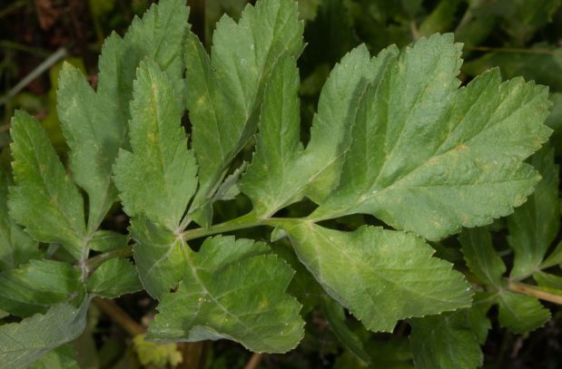 荒野维生野菜系列——欧防风__财经头条