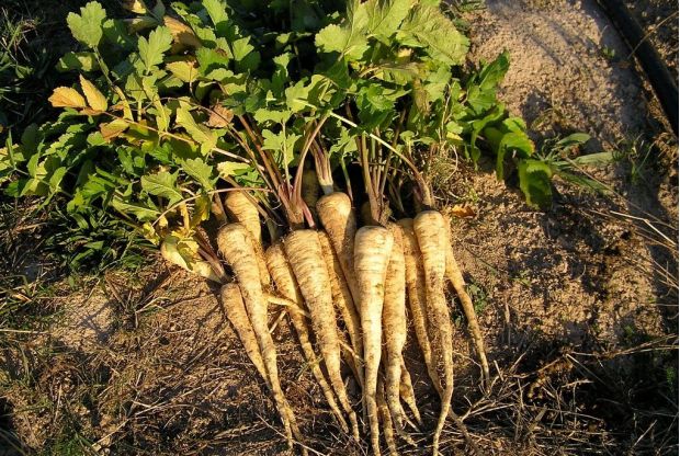 荒野维生野菜系列——欧防风__财经头条