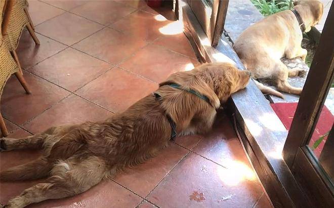 狗主隐居山区,狗子练成采蘑菇高手,朋友三天两头借狗休闲区蓝鸢梦想 - Www.slyday.coM 狗主隐居山区,狗子练成采蘑菇高手,朋友三天两头借狗休闲区蓝鸢梦想 - Www.slyday.coM