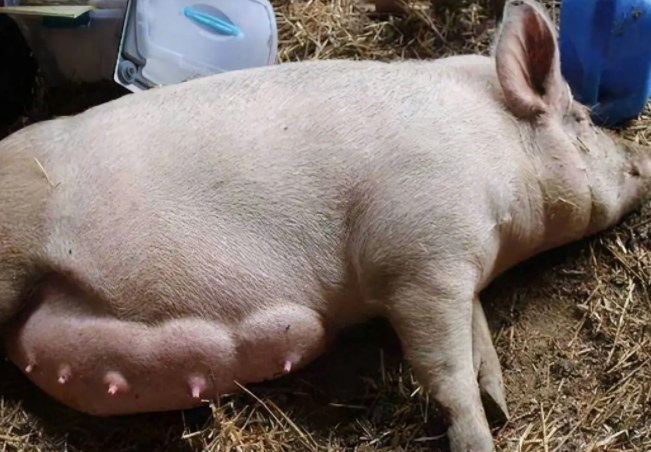 老母猪配不上种怎么办?学会这些轻松搞定__财经头条