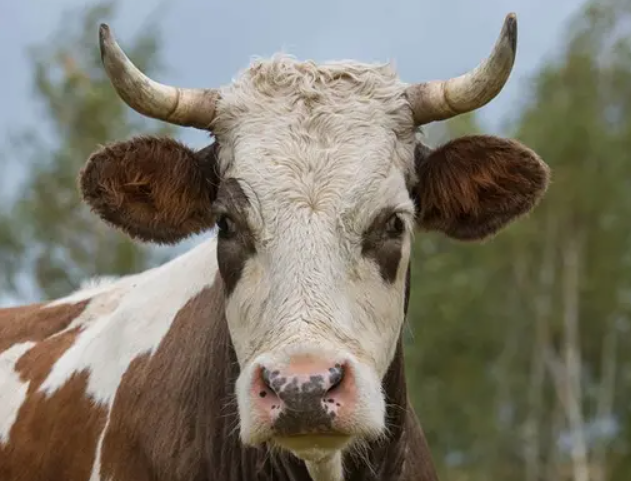 牛流口水是什么原因牛倒嚼时流口水是怎么回事原因是这三种