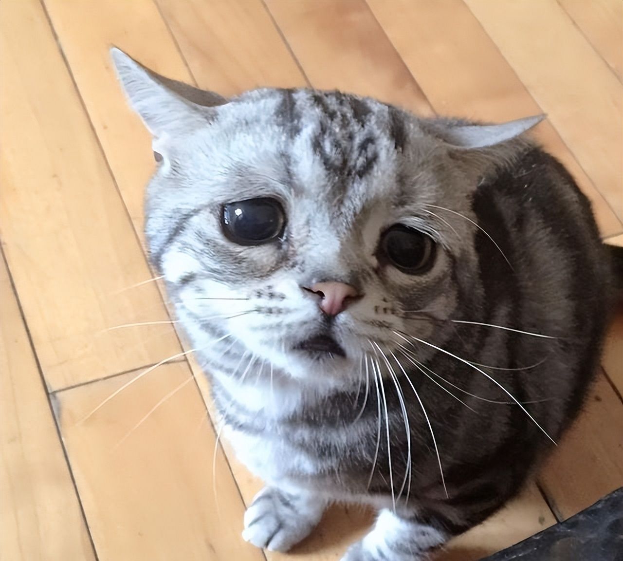 不要以为它看上去楚楚可怜,就真的过得很悲惨,其实人家幸福着呢.