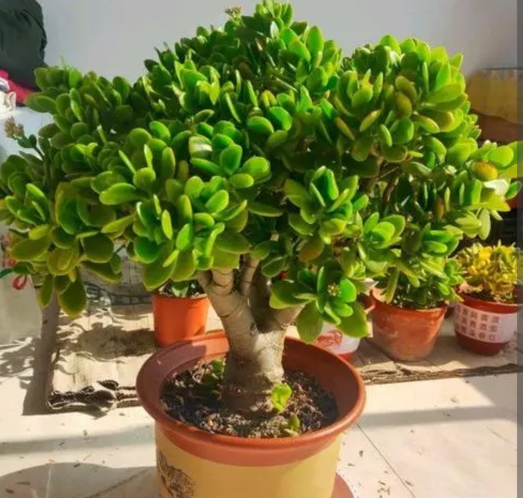 养玉树掌握4个技巧枝干粗壮株形更美观