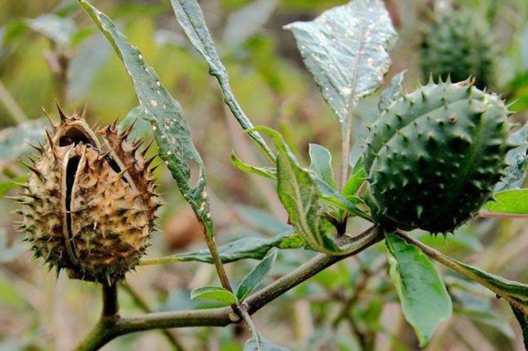 11种剧毒植物,可别随意采摘和食用,早点认识,涨知识不吃亏__财经头条