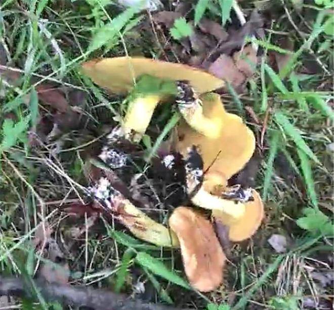 狗主隐居山区,狗子练成采蘑菇高手,朋友三天两头借狗休闲区蓝鸢梦想 - Www.slyday.coM 狗主隐居山区,狗子练成采蘑菇高手,朋友三天两头借狗休闲区蓝鸢梦想 - Www.slyday.coM